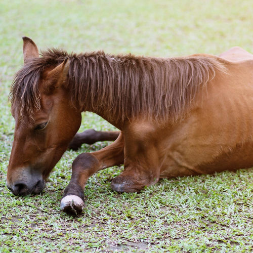 Stop Hidden Foal Deaths In Wild Horse Holding Facilities