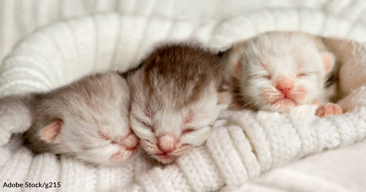 Woman Fosters Litter of Kittens to Stop Them From Being Euthanized