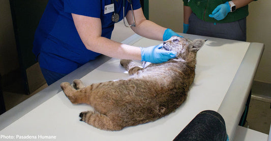 Bobcats Severely Injured in California Wildfires Need Help to Heal