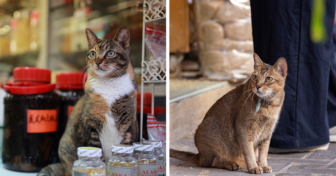 Left: Tabby-and-white bodega cat sits on a shop counter beside jars and bottles, looking alert. Right: Brown tabby cat wearing a collar sits on a sidewalk outside a storefront, looking to the side.