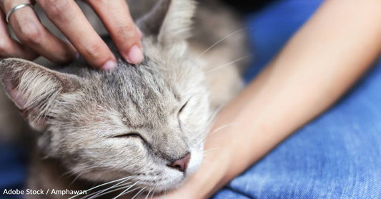 Woman Adopts 'Unadoptable' Cat, Ends Up with Devoted Feline Friend