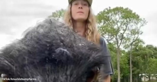 Large emu fills the foreground while a person stands behind it outdoors near trees and a cloudy sky.