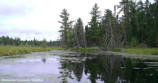 Copper Mines Threaten to Poison America's Most Pristine Wilderness