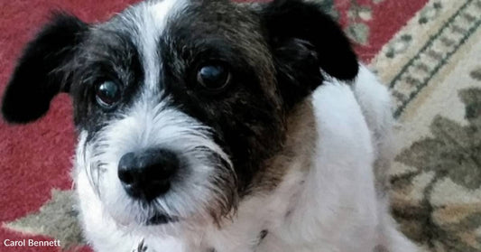 Cheerful Senior Dog Earns 'Pet of the Week' Honors at Shelter