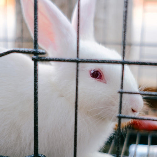 Protect Animals And Support Brazil’s Ban On Torture For Cosmetics