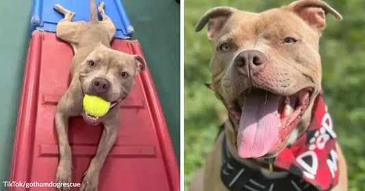Split image showing a dog lying on a slide with a tennis ball in its mouth on the left and the same dog outdoors, panting happily while wearing a bandana on the right.