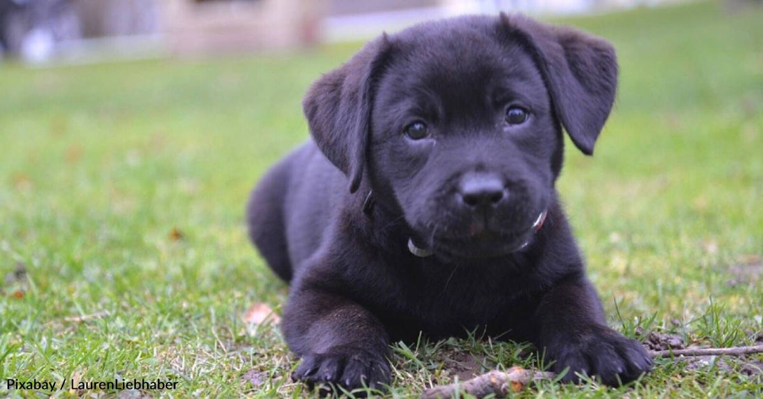 Puppy Rescued After Being Thrown Over Bridge