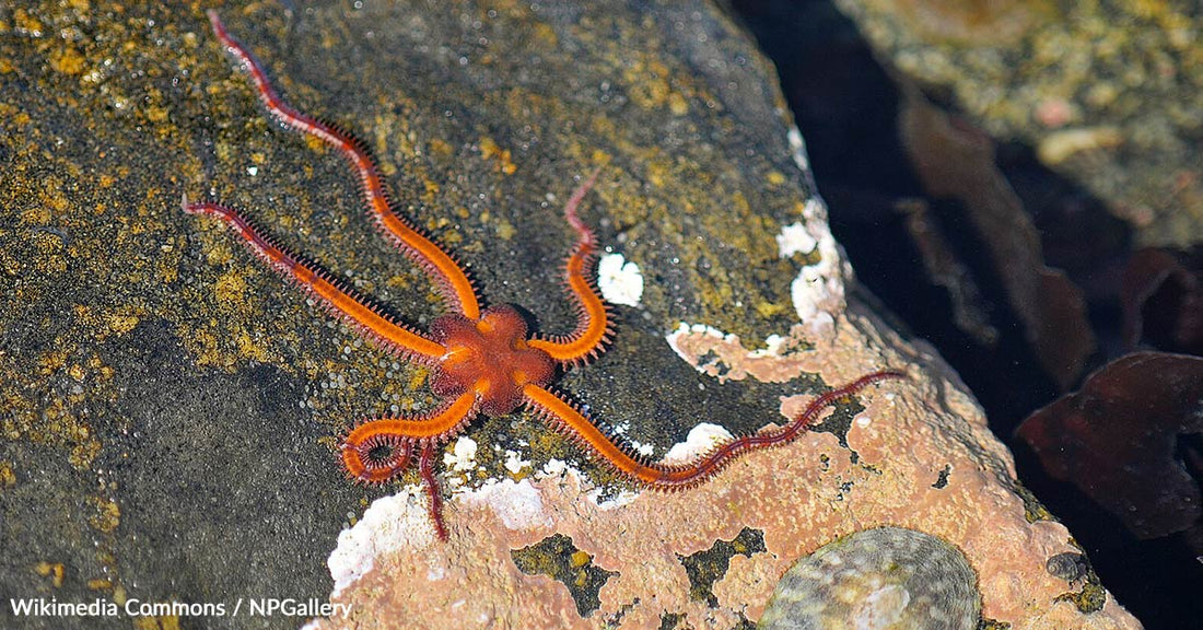 Scientists Uncover Regeneration Clues Hidden in Brittle Sea Star DNA