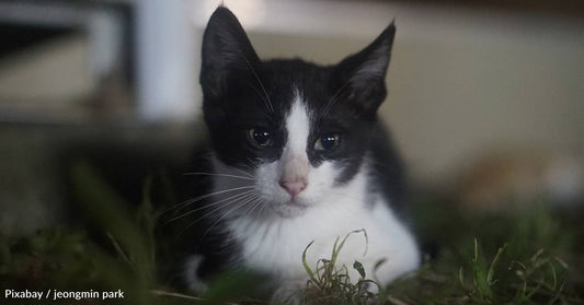 Feral Kitten with Two Broken Legs Rushed to the Vet, Couple Tries to Save Her Despite the Odds