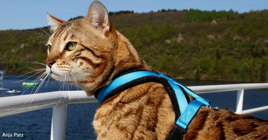 Cat Enjoys Riding on Boats and Splashing Through the Water on His Leash