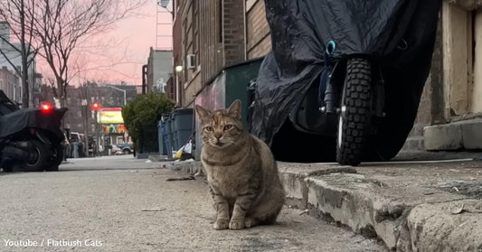 Friendly Brooklyn Feral Cat Finds Love in a Forever Home