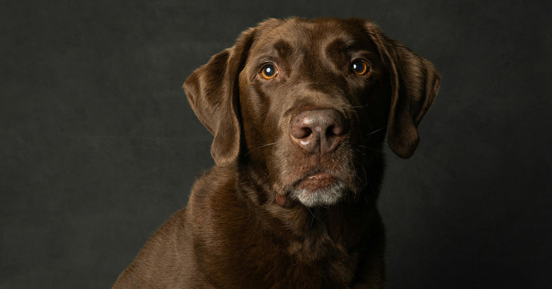 Monty’s Inspiring Journey: Senior Dog Adoption and Second Chances