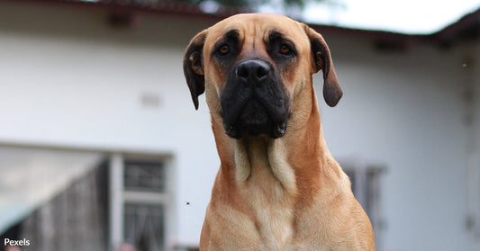 Abused Dog Desperate For Love & Affection Now Consistently Falls Asleep Leaning On Rescue Mom