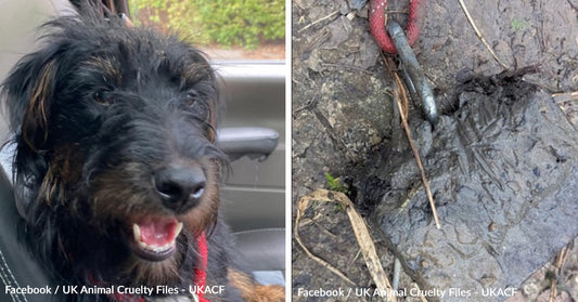 Heartless Cruelty Strikes as Dog Found Drowned with Weight Tied to Neck