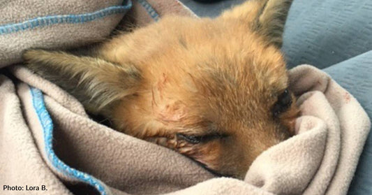 Woman Calls Every Vet She Can Find to Help Save Injured Fox Pup