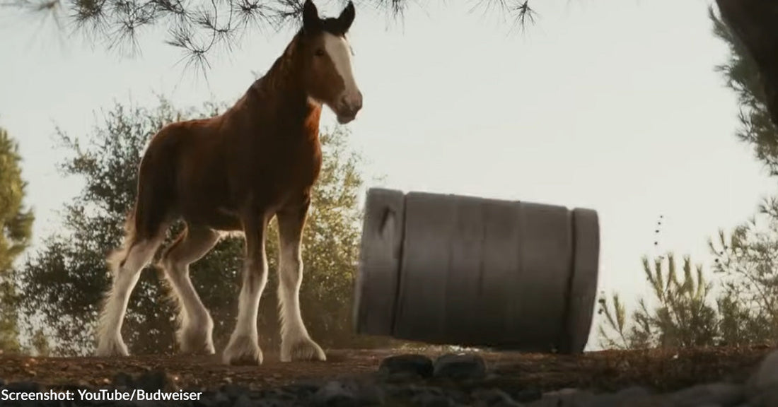 Clydesdale Foal is the Star in This Year's Budweiser Super Bowl Ad