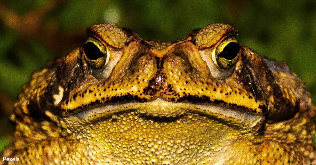 Deadly Invasion Unleashed in Florida — Pets at Risk from Toxic Toad Menace