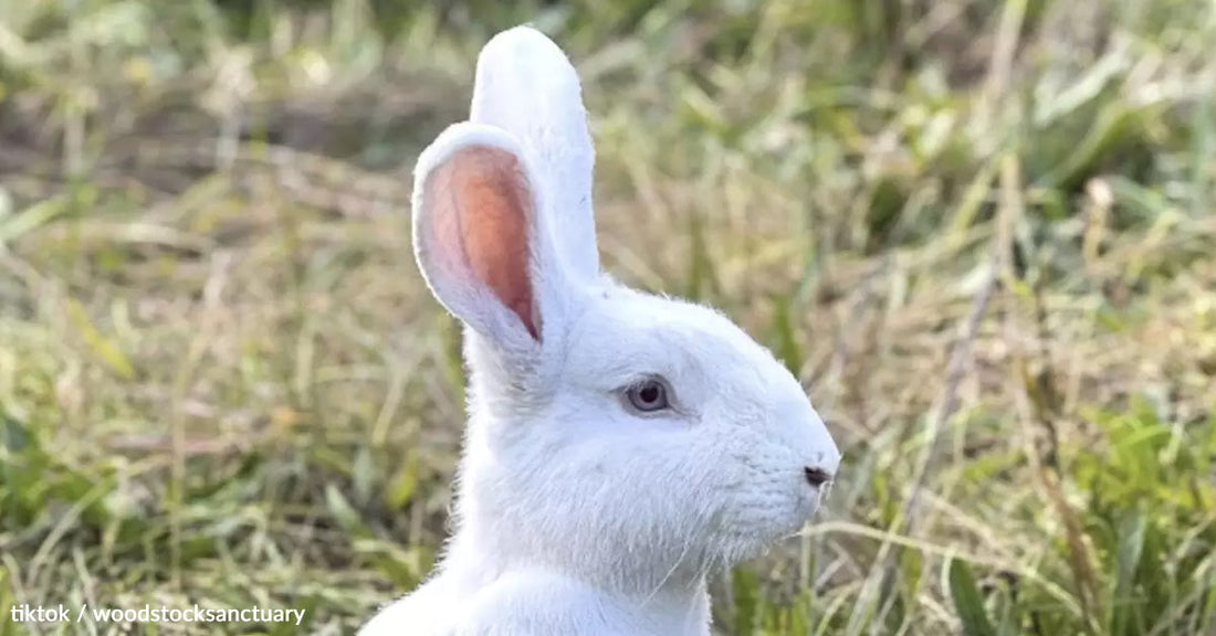 A white rabbit with large ears sits in a grassy field.