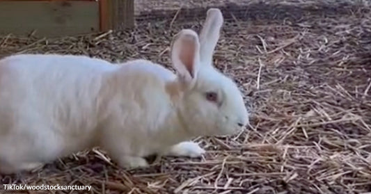White rabbit walking across straw-covered ground inside an enclosure.