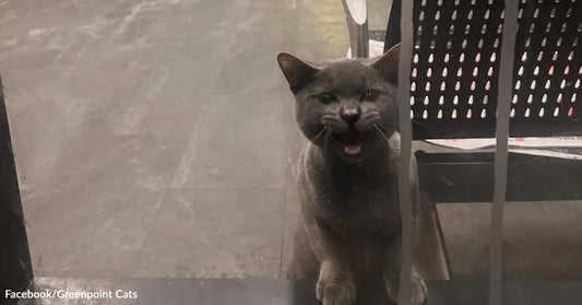 Gray cat stands behind a glass door beside a chair, mouth open mid-meow while looking inside.