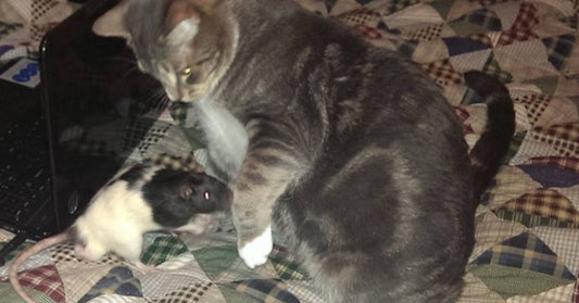 Pet Rat and Pet Cat Like to Groom Each Other