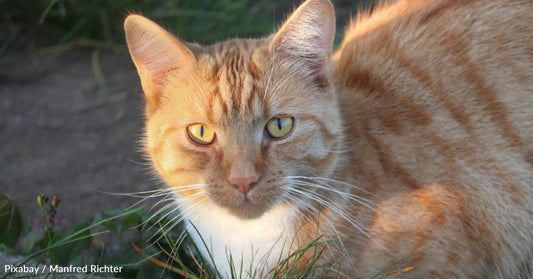 No One Realizes Friendly Neighborhood Cat is Actually a Stray, But He Finally Finds a Home