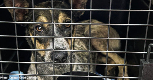 Help Fly Shelter Pets Out of California Wildfires and Open Kennels for Displaced Animals