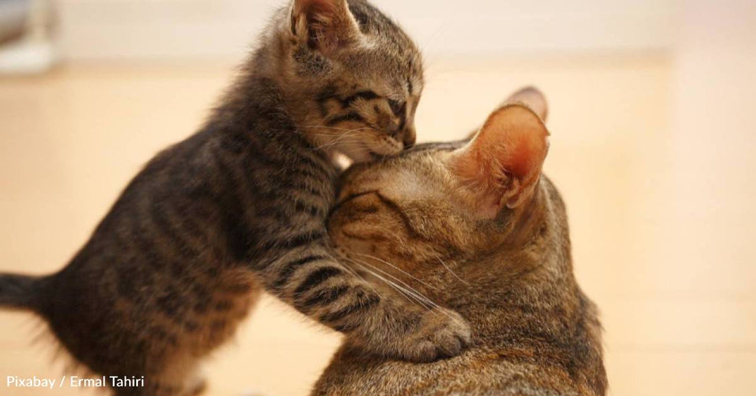 When Woman Goes on Mental Health Break From Work, Stray Cat and Kittens Show Up at Her Home