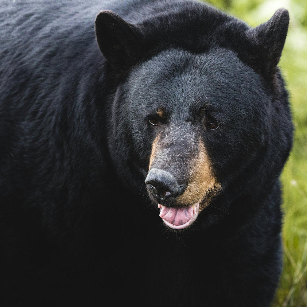 A black bear standing among tall grasses and shrubs, facing forward with dense forest in the background.