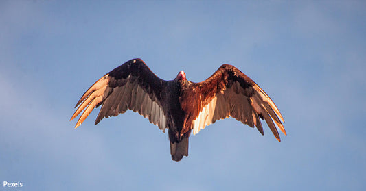 Endangered California Condors Suffer From Illegal Hunting, Lead Poisoning, Habitat Loss