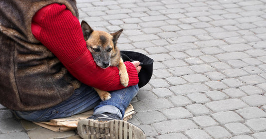 Person sitting on a sidewalk holding a small dog wrapped in their arms, both resting on a piece of cardboard.