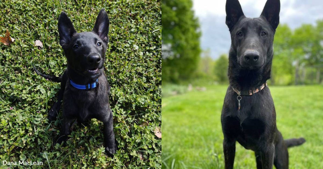 Puppy Rescued From Behind Dumpster Had Parvo and a Broken Tail, Now He's Grown and Healthy