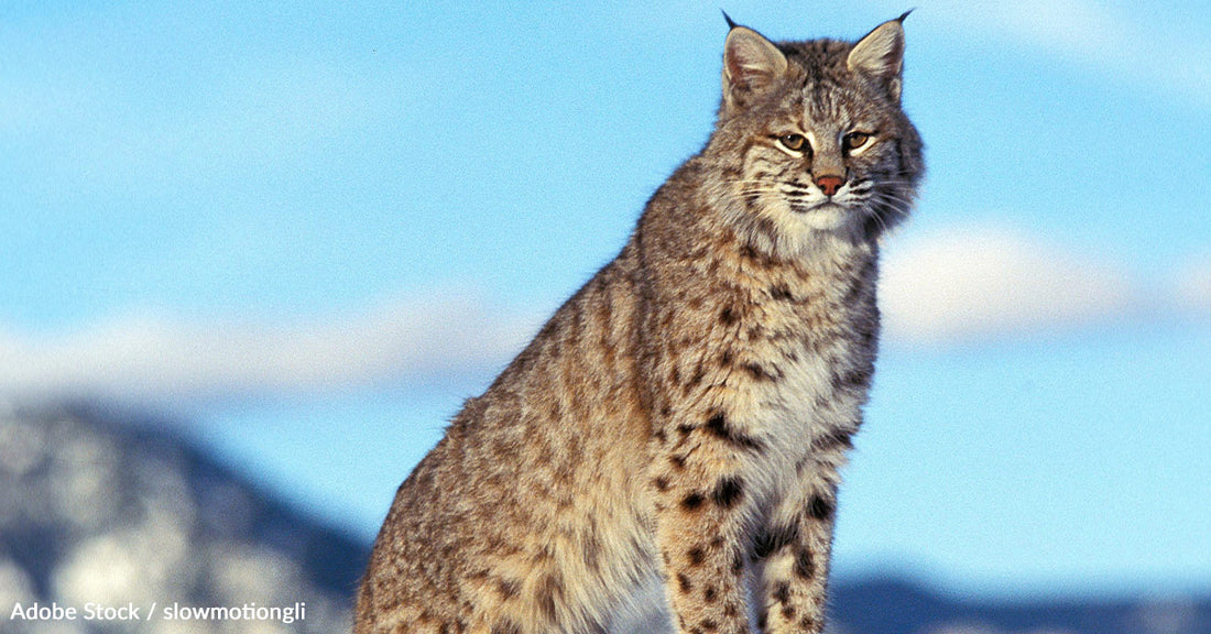 Protecting the Elusive Canada Lynx: Why Minnesota's New Regulations Fall Short