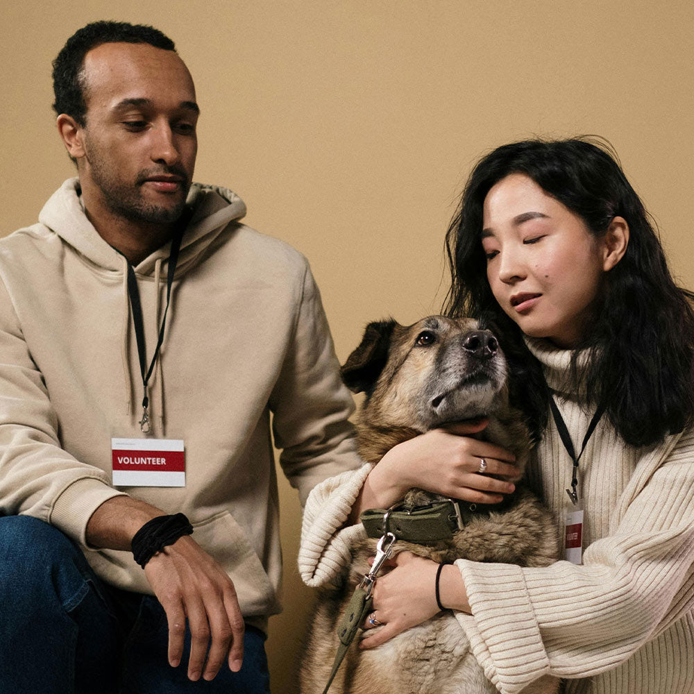 Two volunteers gently interact with a dog against a neutral background.