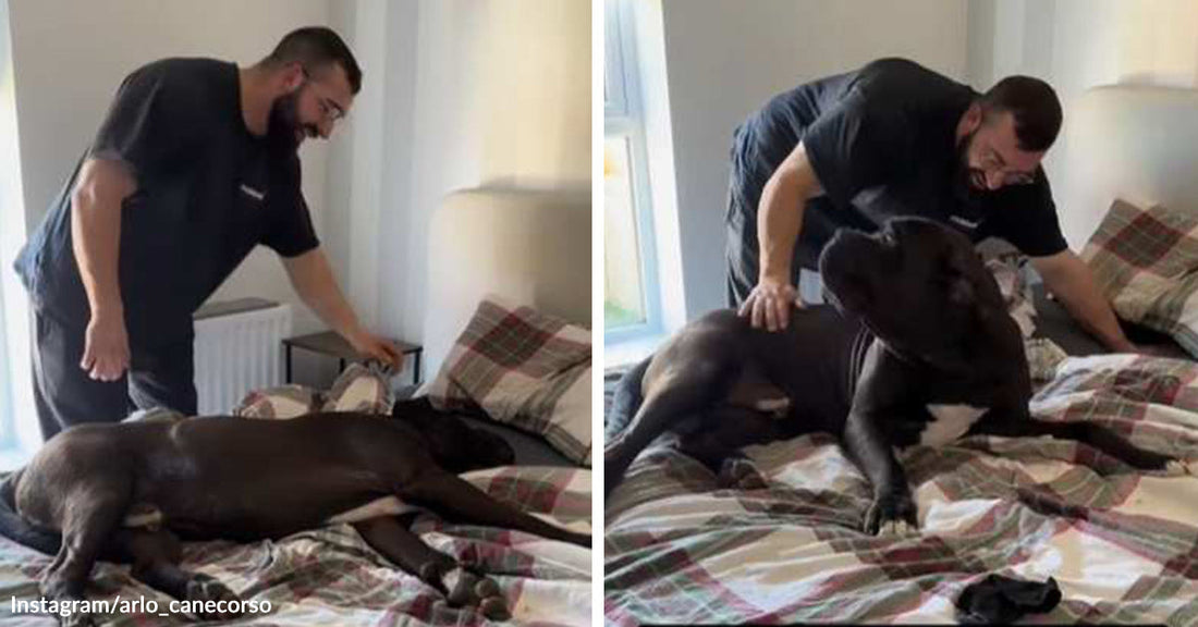 Split image of a large Cane Corso sprawled on a bed, then sitting up as a smiling man leans over to pet him.
