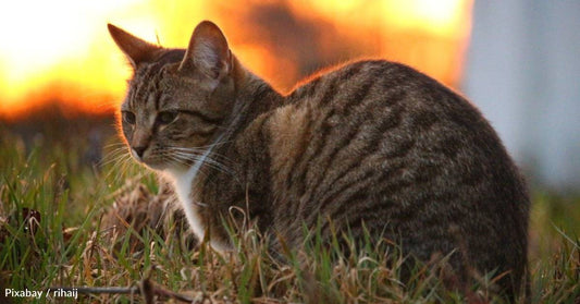 Stray Cat That Survived Temperatures Below Zero Finally Finds Happy Home