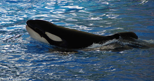 Lolita, The Loneliest & Oldest Orca In Captivity, Dies Before Being Released Back Into Her Home Waters