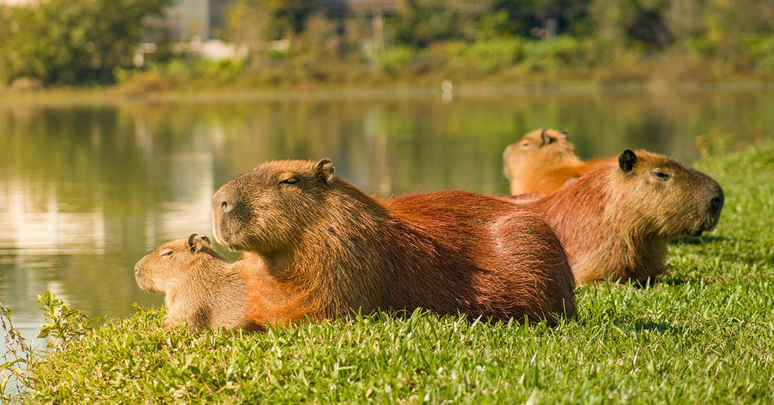 Wildlife Fights Back as Capybaras Reclaim Their Native Habitat  A Luxury Town Built on Wetlands