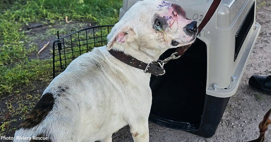 A dog with injuries stands next to a pet carrier in a grassy area.