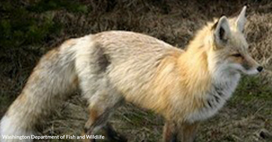 Climate Crisis Pushes Beloved Cascade Red Fox to the Brink