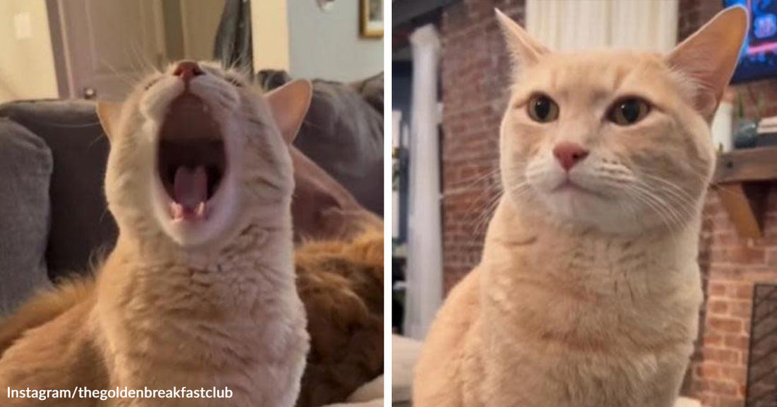 Split image of an orange cat yawning dramatically on the left and then sitting upright with a calm expression on the right.