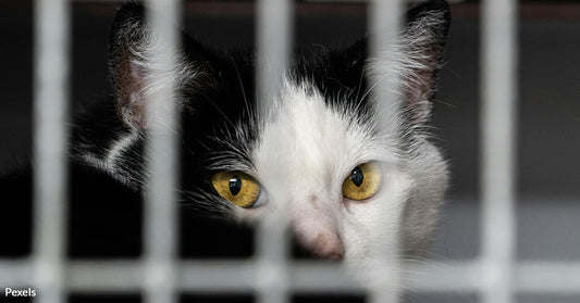 Social Media Platforms Under Fire for Hosting Disturbing Cat Torture Content