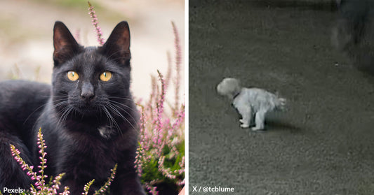 Fearless Feline Binx Defends Small Dog Against Two Coyotes