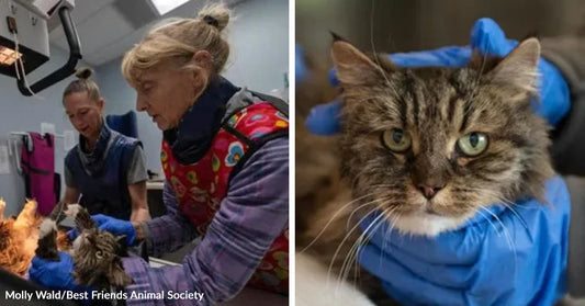 Two animal care workers examine a cat on a table in a clinical setting; Right: Close-up of a tabby cat being gently held by someone wearing blue gloves.