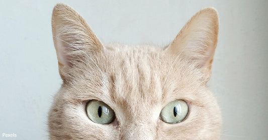 Friendly or Fierce? Now We Understand the 300 Different Expressions Cats Make