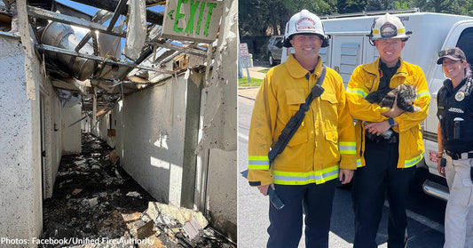 "Resilient" Cat Found Alive 72 Hours After Devastating Apartment Complex Fire