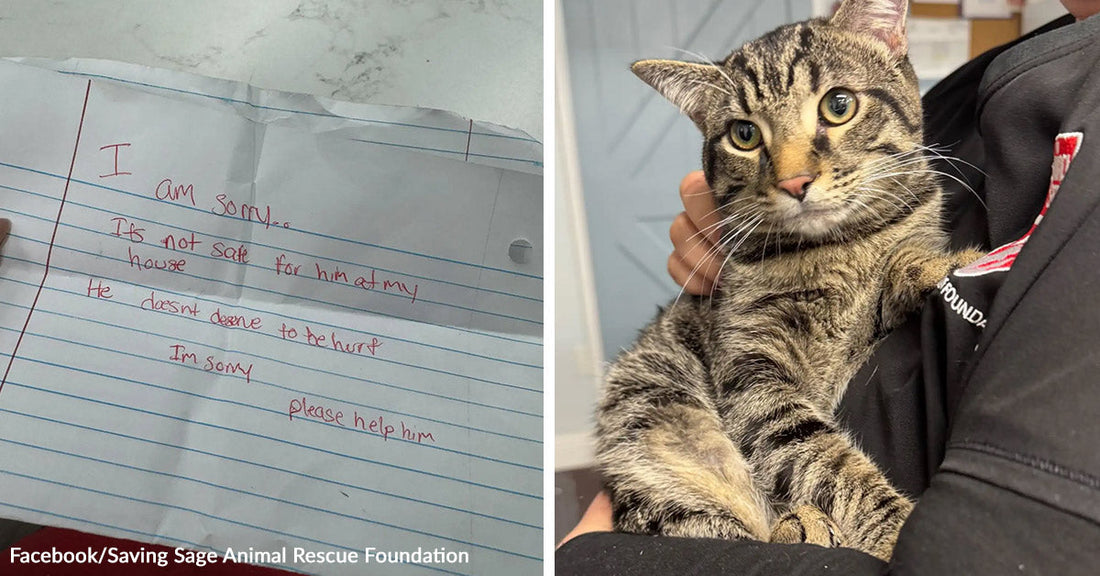 Handwritten note on lined paper apologizing and asking for help for an animal left in an unsafe home. Tabby cat being held in someone’s arms indoors, looking alert and calm.