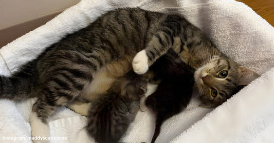 Tabby mother cat lies on white towels while nursing newborn kittens and looking toward the camera.