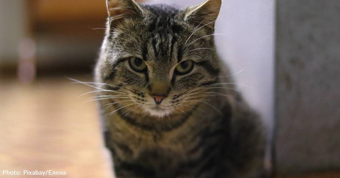 Cat's Reaction To Dad Taking Her Favorite Spot On The Couch Is Priceless