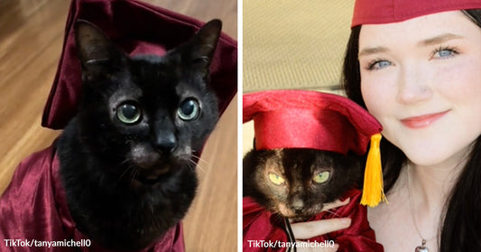 Split image showing a black cat wearing a red graduation cap and gown, next to a young woman in a matching red cap and gown holding the same cat, both facing the camera.